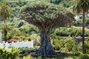 El práctico de Canarias